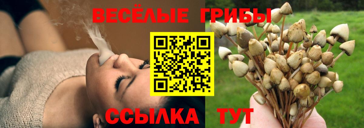 Псилоцибиновые грибы Psilocybe Прохладный